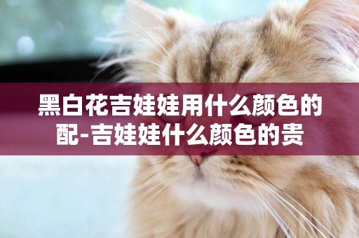 黑白花吉娃娃用什么顏色的配-吉娃娃什么顏色的貴