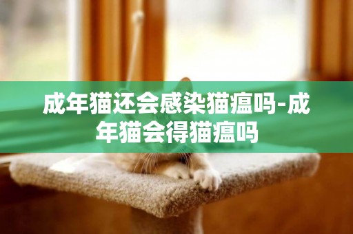 成年貓還會感染貓瘟嗎-成年貓會得貓瘟嗎