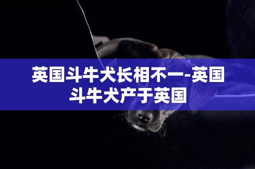 英國斗牛犬長相不一-英國斗牛犬產于英國