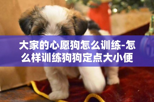大家的心愿狗怎么訓練-怎么樣訓練狗狗定點大小便