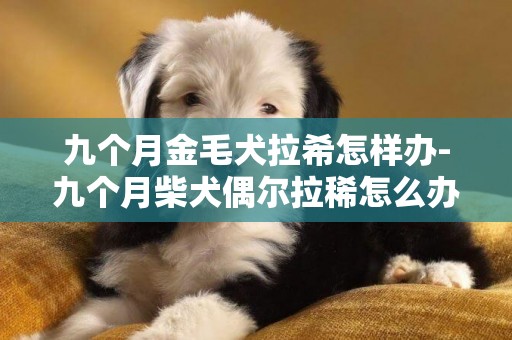 九個月金毛犬拉希怎樣辦-九個月柴犬偶爾拉稀怎么辦
