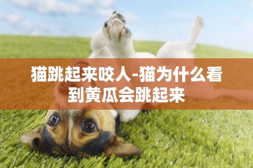 貓跳起來咬人-貓為什么看到黃瓜會跳起來
