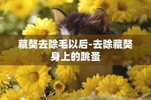 藏獒去除毛以后-去除藏獒身上的跳蚤