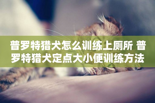 普羅特獵犬怎么訓練上廁所 普羅特獵犬定點大小便訓練方法