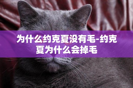 為什么約克夏沒有毛-約克夏為什么會掉毛