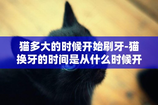 貓多大的時候開始刷牙-貓換牙的時間是從什么時候開始