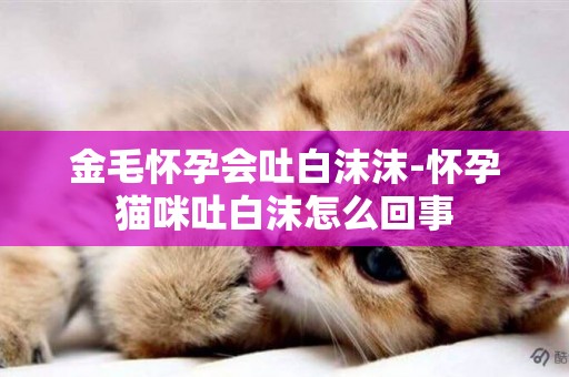金毛懷孕會吐白沫沫-懷孕貓咪吐白沫怎么回事