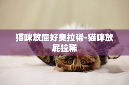 貓咪放屁好臭拉稀-貓咪放屁拉稀