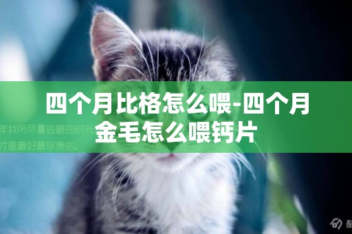 四個月比格怎么喂-四個月金毛怎么喂鈣片