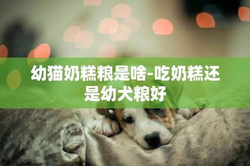 幼貓奶糕糧是啥-吃奶糕還是幼犬糧好