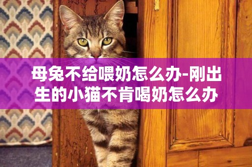 母兔不給喂奶怎么辦-剛出生的小貓不肯喝奶怎么辦
