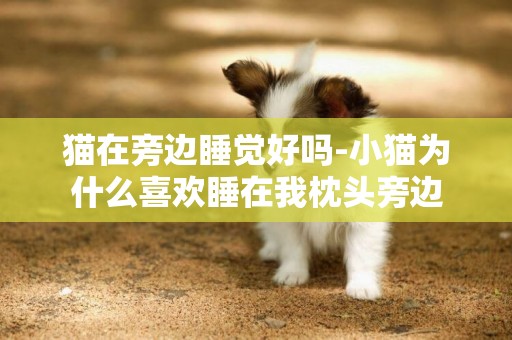 貓在旁邊睡覺好嗎-小貓為什么喜歡睡在我枕頭旁邊