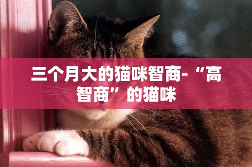 三個月大的貓咪智商-“高智商”的貓咪