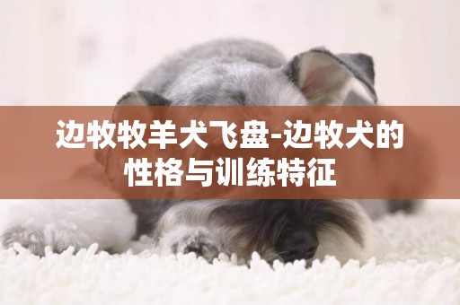 邊牧牧羊犬飛盤-邊牧犬的性格與訓練特征