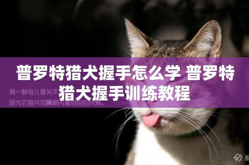 普羅特獵犬握手怎么學 普羅特獵犬握手訓練教程