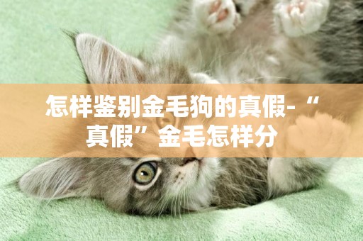 怎樣鑒別金毛狗的真假-“真假”金毛怎樣分