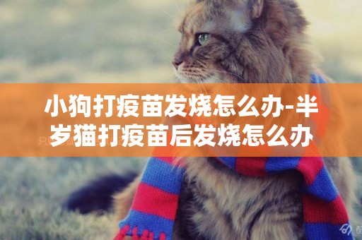 小狗打疫苗發燒怎么辦-半歲貓打疫苗后發燒怎么辦