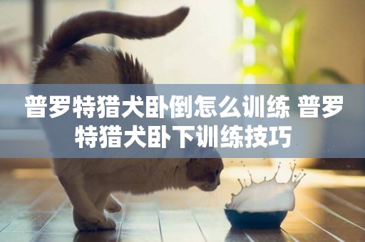 普羅特獵犬臥倒怎么訓練 普羅特獵犬臥下訓練技巧