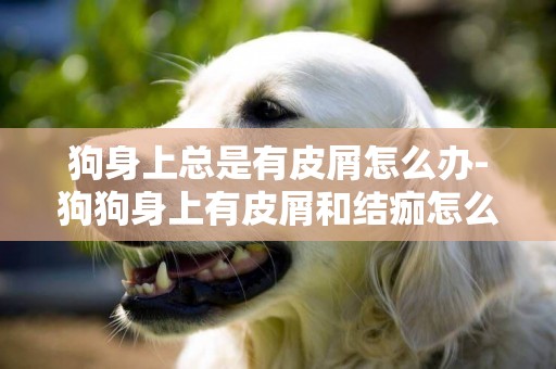 狗身上總是有皮屑怎么辦-狗狗身上有皮屑和結痂怎么辦