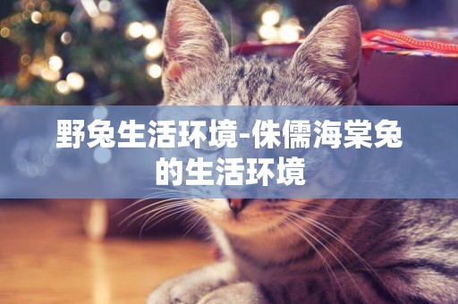 野兔生活環境-侏儒海棠兔的生活環境