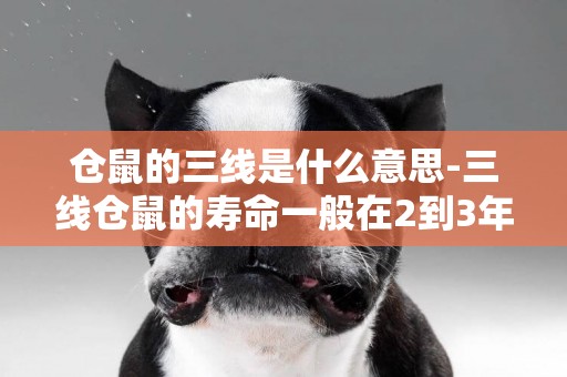 倉鼠的三線是什么意思-三線倉鼠的壽命一般在2到3年