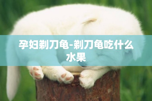 孕婦剃刀龜-剃刀龜吃什么水果