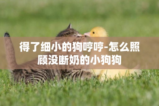 得了細小的狗哼哼-怎么照顧沒斷奶的小狗狗