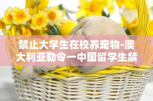 禁止大學生在校養寵物-澳大利亞勒令一中國留學生禁養寵物
