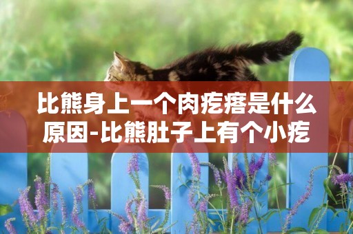 比熊身上一個肉疙瘩是什么原因-比熊肚子上有個小疙瘩是什么