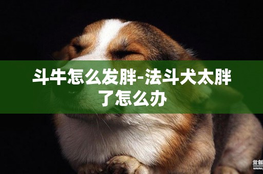 斗牛怎么發胖-法斗犬太胖了怎么辦