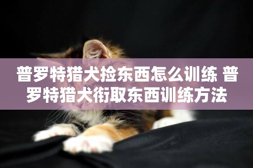 普羅特獵犬撿東西怎么訓練 普羅特獵犬銜取東西訓練方法