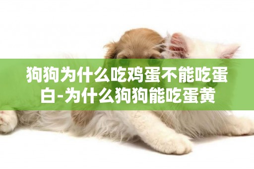 狗狗為什么吃雞蛋不能吃蛋白-為什么狗狗能吃蛋黃