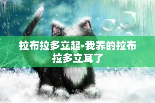拉布拉多立起-我養的拉布拉多立耳了