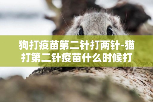 狗打疫苗第二針打兩針-貓打第二針疫苗什么時候打