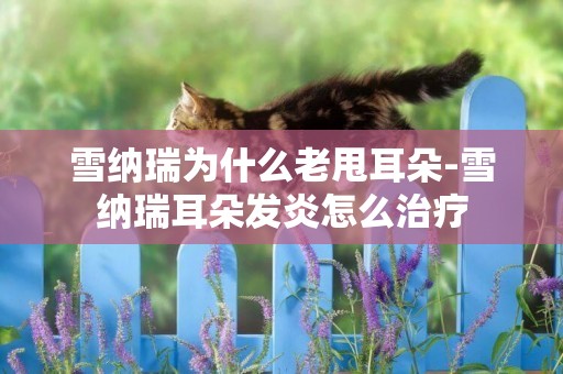 雪納瑞為什么老甩耳朵-雪納瑞耳朵發炎怎么治療
