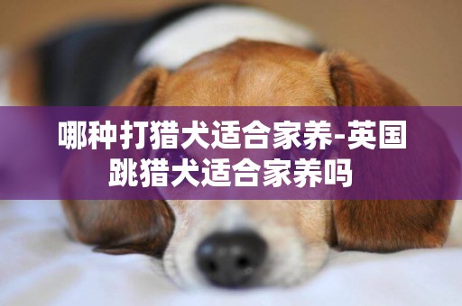 哪種打獵犬適合家養-英國跳獵犬適合家養嗎