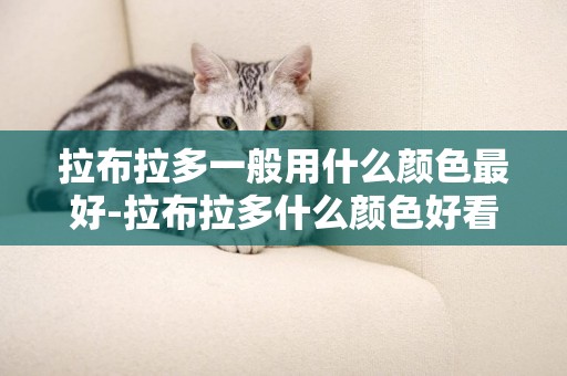 拉布拉多一般用什么顏色最好-拉布拉多什么顏色好看