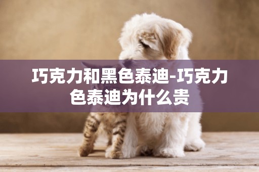 巧克力和黑色泰迪-巧克力色泰迪為什么貴
