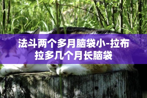 法斗兩個多月腦袋小-拉布拉多幾個月長腦袋
