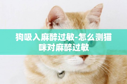 狗吸入麻醉過敏-怎么測貓咪對麻醉過敏