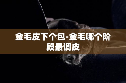金毛皮下個包-金毛哪個階段最調皮
