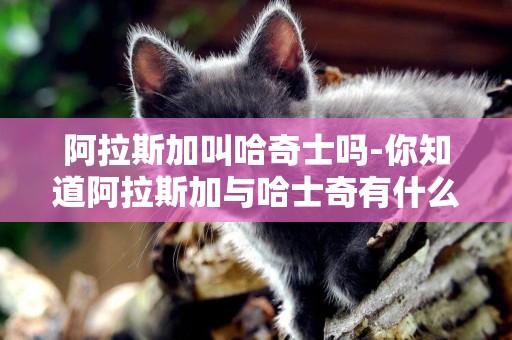 阿拉斯加叫哈奇士嗎-你知道阿拉斯加與哈士奇有什么區別嗎