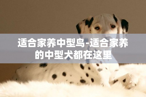 適合家養中型鳥-適合家養的中型犬都在這里