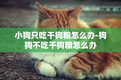 小狗只吃干狗糧怎么辦-狗狗不吃干狗糧怎么辦
