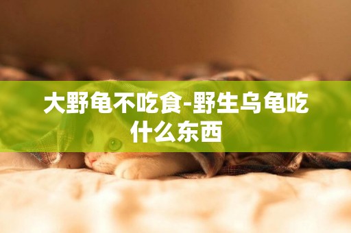 大野龜不吃食-野生烏龜吃什么東西