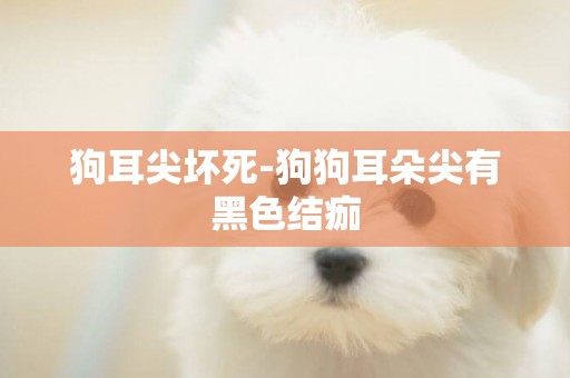 狗耳尖壞死-狗狗耳朵尖有黑色結痂