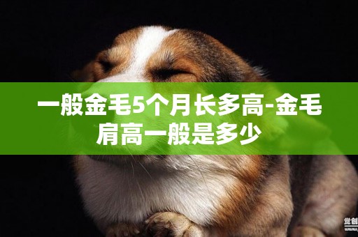 一般金毛5個月長多高-金毛肩高一般是多少