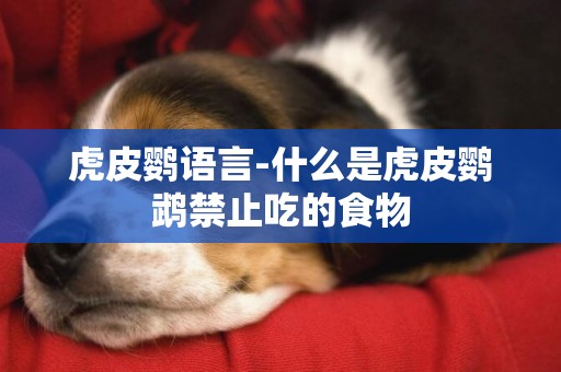虎皮鸚語言-什么是虎皮鸚鵡禁止吃的食物