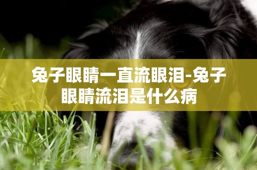 兔子眼睛一直流眼淚-兔子眼睛流淚是什么病