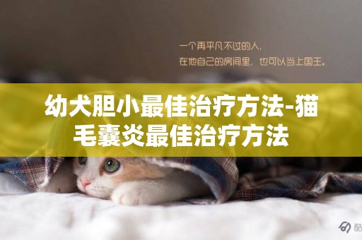 幼犬膽小最佳治療方法-貓毛囊炎最佳治療方法